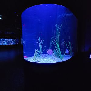 Greensboro 2/2023 - Garden eels tank