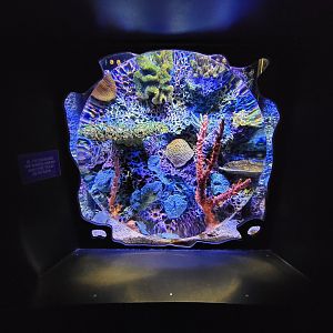 Greensboro 2/2023 - Mantis shrimp tank