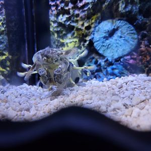 Greensboro 2/2023 - Zebra mantis shrimp