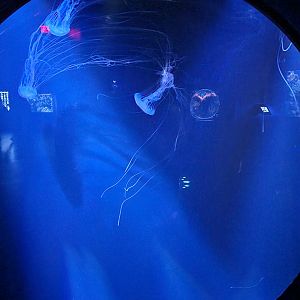 Greensboro 2/2023 - Sea nettles