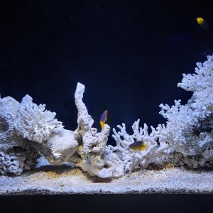 Greensboro 2/2023 - Dead coral tank