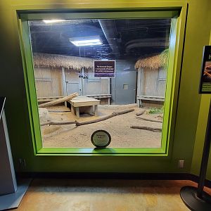 Greensboro 2/2023 - Prehistoric Passages, Komodo Dragon indoor area