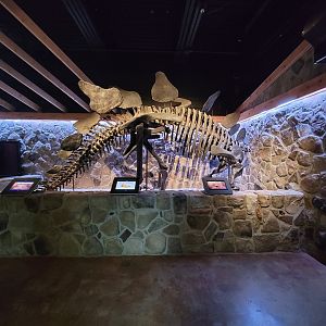 Greensboro 2/2023 - Prehistoric Passages, skeleton