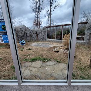 Greensboro 2/2023 - Komodo dragon yard