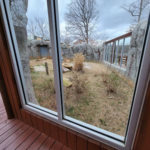 Greensboro 2/2023 - Komodo dragon yard