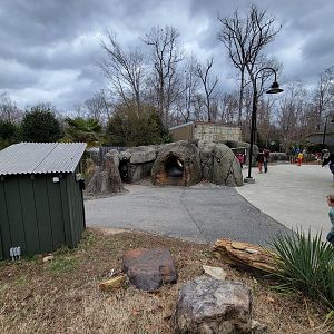 Greensboro 2/2023 - Meerkats