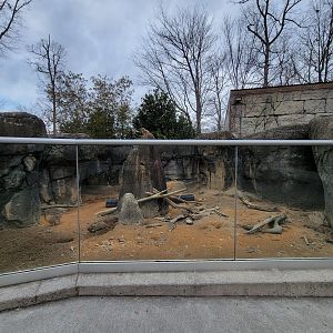 Greensboro 2/2023 - Meerkats