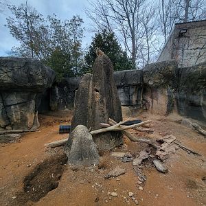 Greensboro 2/2023 - Meerkats, the tallest meerkat