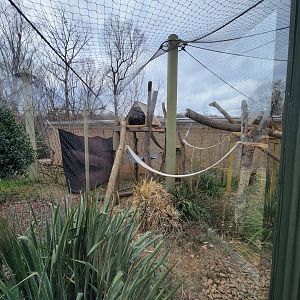 Greensboro 2/2023 - Friendly Farm, Binturong