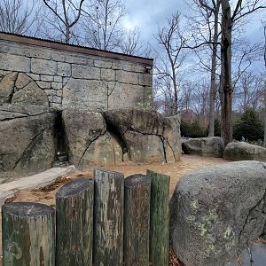 Greensboro 2/2023 - Aldabra tortoise outside area
