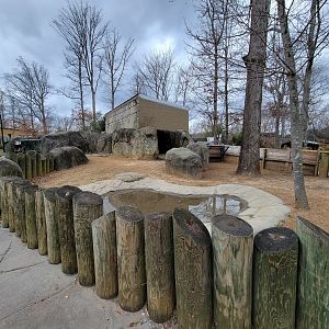 Greensboro 2/2023 - Aldabra tortoise outside area