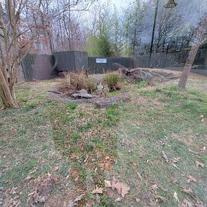 Greensboro 2/2023 - Nile crocodile outside yard