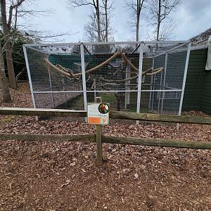 Greensboro 2/2023 - Red and green macaw