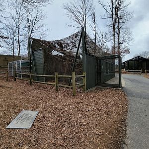 Greensboro 2/2023 - Trumpeter hornbill