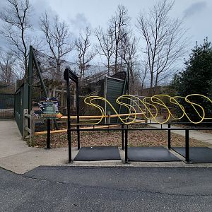 Greensboro 2/2023 - Trumpeter hornbill, forward flight simulator