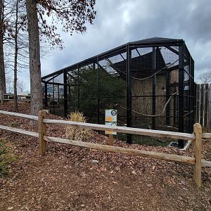 Greensboro 2/2023 - Laughing kookaburra