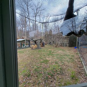 Greensboro 2/2023 - Javan gibbons