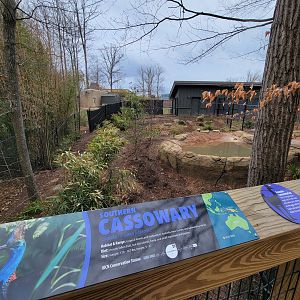 Greensboro 2/2023 - Southern Cassowary