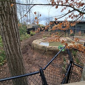 Greensboro 2/2023 - Southern Cassowary