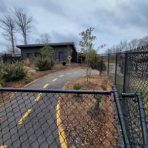 Greensboro 2/2023 - Southern Cassowary