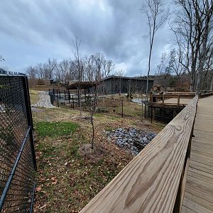 Greensboro 2/2023 - Okapi and Southern ground hornbill