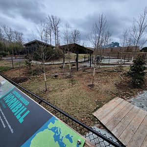 Greensboro 2/2023 - Okapi and Southern ground hornbill