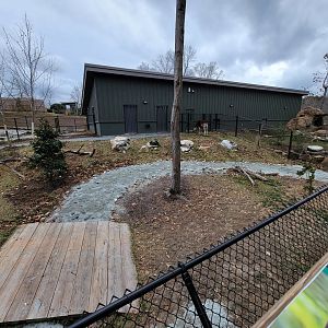 Greensboro 2/2023 - Okapi and Southern ground hornbill