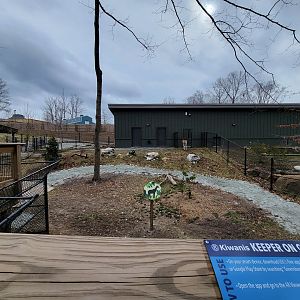 Greensboro 2/2023 - Okapi and Southern ground hornbill