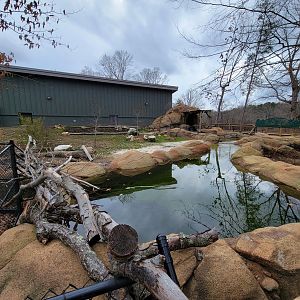 Greensboro 2/2023 - Pygmy hippo yard
