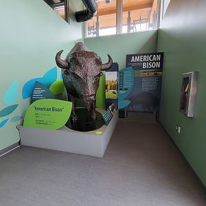 Greensboro 2/2023 - Animal Hospital, Bison art and info