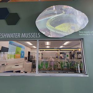 Greensboro 2/2023 - Animal Hospital, freshwater mussels