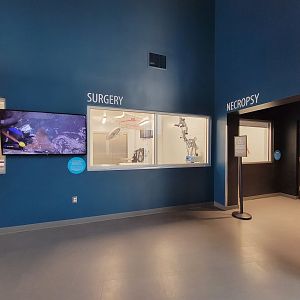 Greensboro 2/2023 - Animal Hospital, surgery viewing window