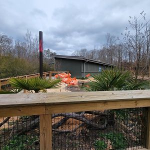 Greensboro 2/2023 - Caribbean flamingos