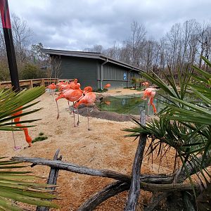 Greensboro 2/2023 - Caribbean flamingos