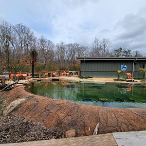 Greensboro 2/2023 - Caribbean flamingos