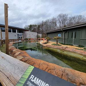 Greensboro 2/2023 - Caribbean flamingos, vet building