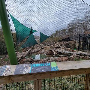 Greensboro 2/2023 - Fishing cat yard