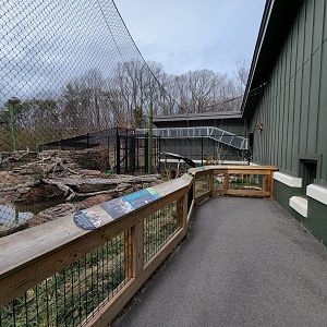 Greensboro 2/2023 - Fishing cat yard