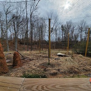 Greensboro 2/2023 - Serval yard