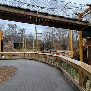 Greensboro 2/2023 - Serval yard