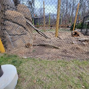 Greensboro 2/2023 - Serval yard