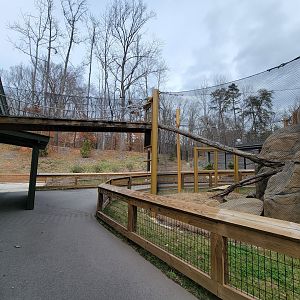 Greensboro 2/2023 - Black-footed cat yard