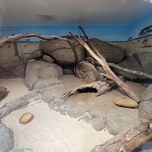Greensboro 2/2023 - Black-footed cat indoor area
