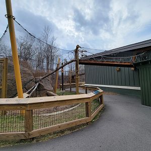 Greensboro 2/2023 - Black-footed cat outdoor area