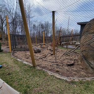 Greensboro 2/2023 - Serval yard