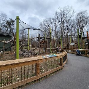 Greensboro 2/2023 - Red pandas