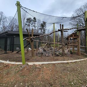 Greensboro 2/2023 - Red pandas