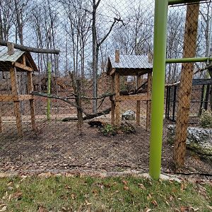 Greensboro 2/2023 - Red pandas