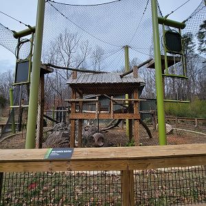 Greensboro 2/2023 - Red pandas