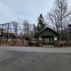 Greensboro 2/2023 - Sumatran tiger, viewing window #1